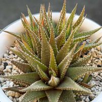 十二の巻,硬葉系ハオルチア,ハオルチアファスキアータ,キュンキュン乙女倶楽部,百均多肉の画像