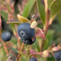 シャシャンボ,シャシャンボ,花のある暮らし,植物好き,自然の不思議の画像