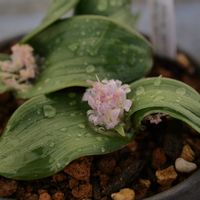 ポリクセナ エンシフォリア,観葉植物,鉢植え,ベランダガーデン,ガーデニングの画像