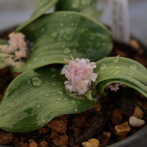 ポリクセナ エンシフォリア,観葉植物,鉢植え,ベランダガーデン,ガーデニングの画像