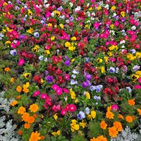 沖縄,開花中,海洋博,美ら海花まつりの画像