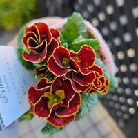 プリムラ,プリムラセレクション　ゴールドラインショコラ,鉢植え,明るい日陰,プランターの画像