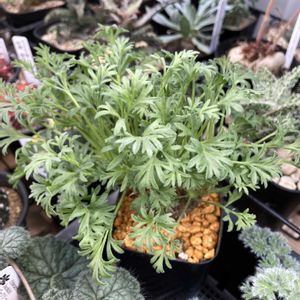 ぺラルゴニウム,ペラルゴニウム ヒストリクス,コーデックスの画像