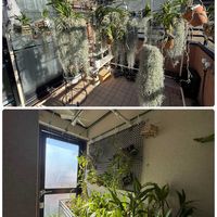 ウスネオイデス,洋ランいろいろ,バンダコスティリス ピンキー,洋蘭,水やりの画像