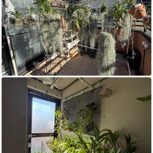 ウスネオイデス,洋ランいろいろ,バンダコスティリス ピンキー,洋蘭,水やりの画像