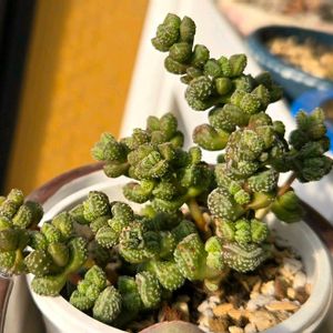 エレガンス,クラッスラ エレガンス,クラッスラ 属,多肉植物,クラッスラ属の画像