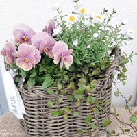 ワイヤープランツ,ビオラ,花かんざし,ときめきビオラ,寄せ植えの画像