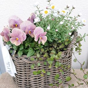 ワイヤープランツ,ビオラ,花かんざし,ときめきビオラ,寄せ植えの画像