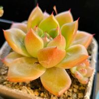 エケベリア,ゴールドクオーツ,多肉植物,エケベリア属,多肉女子の画像