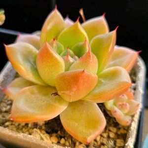 エケベリア,ゴールドクオーツ,多肉植物,エケベリア属,多肉女子の画像