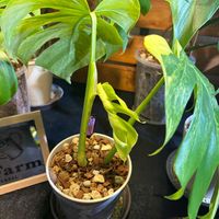 モンステラ,モンステラ デリシオーサ,モンステラ デリシオーサ イエローマリリン,botanical life,観葉植物のある暮らしの画像