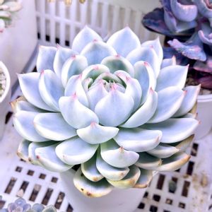 チワワエンシス錦,成長記録 チワワエンシス錦,斑入り多肉,LED栽培,神奈川タニラーの画像