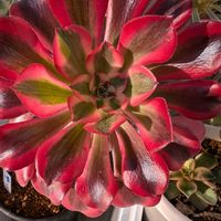 メデューサ,サフィニア,多肉植物,ベランダ多肉の画像