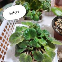 セントポーリア,観葉植物の画像