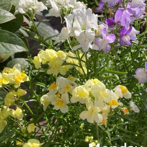 可愛い〜♡,季節の花,お迎え,多肉植物のある暮らし,とってもキレイ♡の画像