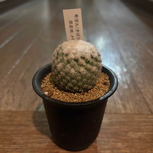 サボテン,希望丸,多肉植物,多肉大好き,つながりに感謝の画像