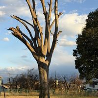 ケヤキ,ボケ,ジョウビタキ♂,(果実),花木の画像