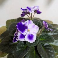 セントポーリアの画像