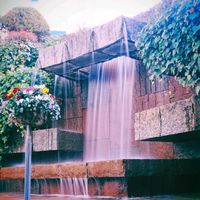 ヘデラ,アイビー,ビオラ,今週の鑑賞記録✨の画像