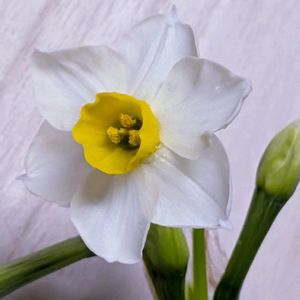 房咲き水仙,祈る震災復興,花のある暮らし,緑のある暮らし,岐阜県の画像