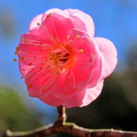 セントポーリア,寒紅梅,寒紅梅,咲き始め,桃色の花の画像