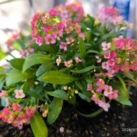 アリッサム,ビオラ,マラコイデス,いつもありがとう,スピッツと一緒の画像