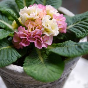 プリムラ,プリムラ　ジュリアン,DIY,ベランダガーデン,ガーデニングの画像