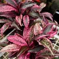 万両,正月飾り,万両 紅朱雀,鮮やか ,カラフルの画像