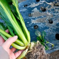 カブ,ネギ,小松菜,クルックフィールズの画像