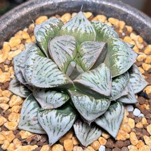 ハオルチア,多肉植物,観葉植物,塊根植物,実生の画像