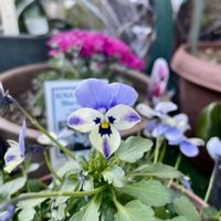 スイセン,ビオラ,ヤドリギ,ヤドリギ,7:55の画像