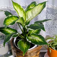 オリヅルラン,オリヅルラン ボニー,デヘンバキア,デヘンバキア クールビューティ,祈る震災復興の画像