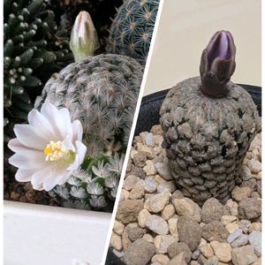 サボテン,スーパーバラ丸,サンチェスメホラダエ（マミラリア）,多肉植物,観葉植物の画像