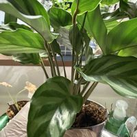 カラテア フレディ,観葉植物,植え替え☆,緑の癒し,元気いっぱい♡の画像