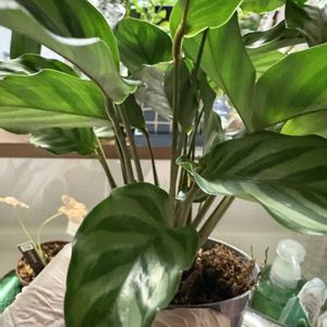 カラテア フレディ,観葉植物,植え替え☆,緑の癒し,元気いっぱい♡の画像