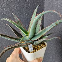 アロエ,多肉,アロエ　レッドドラゴン,アロエ  ハイブリッド,Aloe 'Red Dragon'の画像