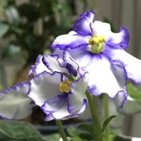 セントポーリア,プリムラ・ブルガリス,葉挿し,好きな色,綺麗の画像