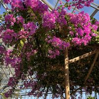 ハイビスカス,バラ,バラ,バラ,ブーゲンビリアの画像