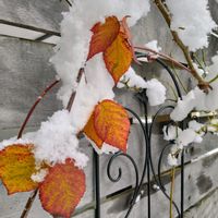 ブラックベリー,トンズラ<3,雪の日,ご苦労様ですの画像