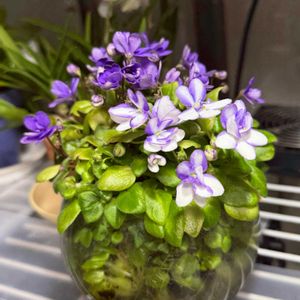 セントポーリア,セントポーリア,開花中,今日のお花,ワーディアンケース♪の画像