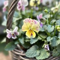 ビオラ,ビオラ のんのんスミレ,hanao ビオラ,ガーデニング,ビオラ・パンジーの画像