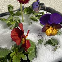 デージー,パンジー・ビオラ,オキザリス・バリアビリス,鉢植え,寒い日の画像