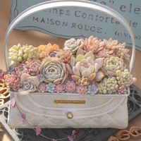 ピンクフリル,白桃,ラブリーローズ,ラブウェーブ,ピュアラブの画像