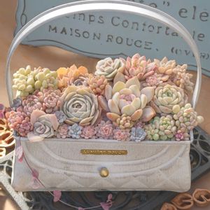 ピンクフリル,白桃,ラブリーローズ,ラブウェーブ,ピュアラブの画像