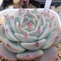 モンロー,キャラリアン ,クリスペートビューティ,エケベリア  ラブリーハート,多肉植物の画像