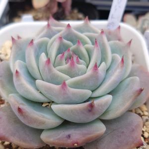 モンロー,キャラリアン ,クリスペートビューティ,エケベリア  ラブリーハート,多肉植物の画像