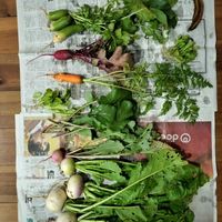 サラダほうれん草,桜島大根,唐人菜,本紅金時(人参),本紅金時(人参)の画像