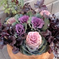 ハボタン,ビーツ,葉牡丹セッション スモーキー,ハボタン フレスコ・ロマネフリル,歌劇スター雪月花の画像