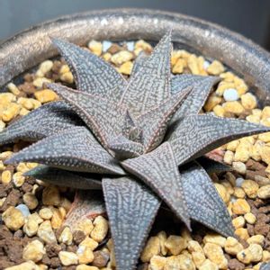 ハオルチア,多肉植物,観葉植物,塊根植物,実生の画像