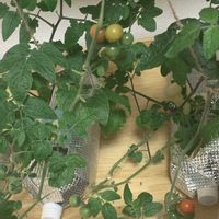 ミニトマト,家庭菜園,リビング・ダイニングの画像
